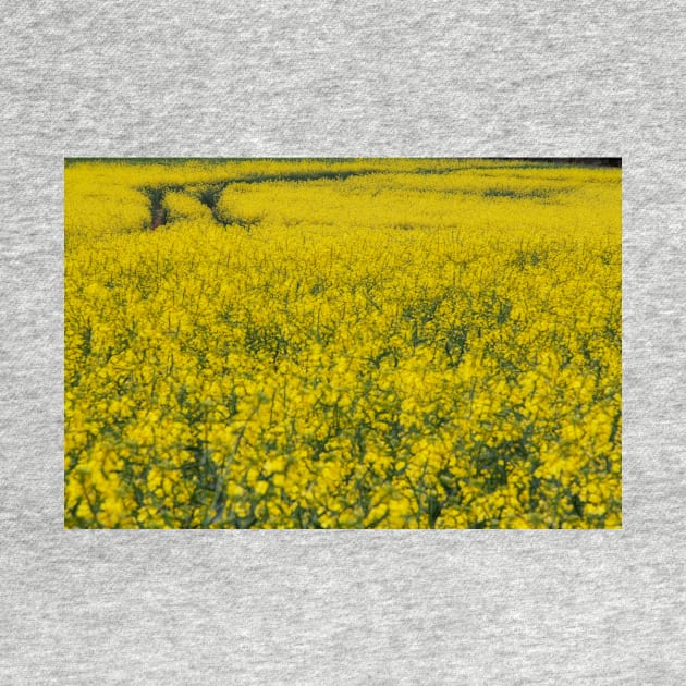 agricultural field full of bright yellow flowering crop of oil seed by mister-john